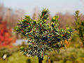 Picea omorika Wodan IMG_1896 Świerk serbski